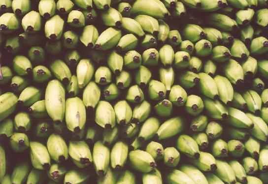 green Cavendish banana for sale