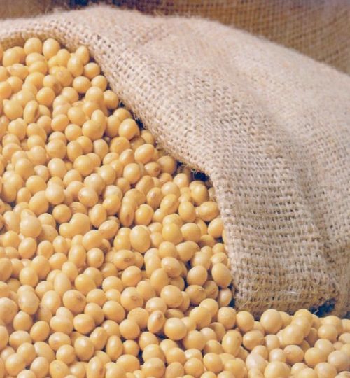 Soyabean Non-GMO