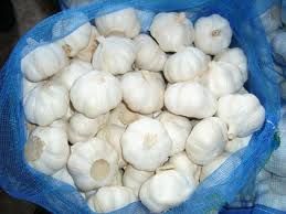 FRESH SOUTH AFRICAN GARLIC