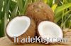 BEST PRICE OF HIGH FAT DESICCATED COCONUT