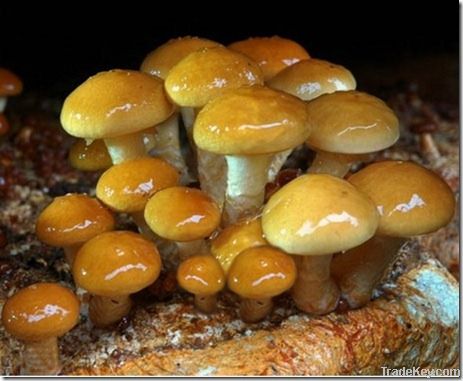 Nameko mushroom