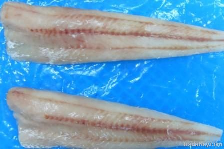 Pacific Hake (merluccius productus)