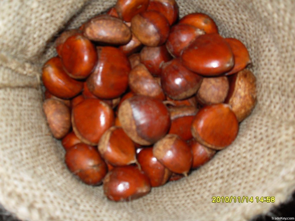 Fresh Chinese Chestnuts