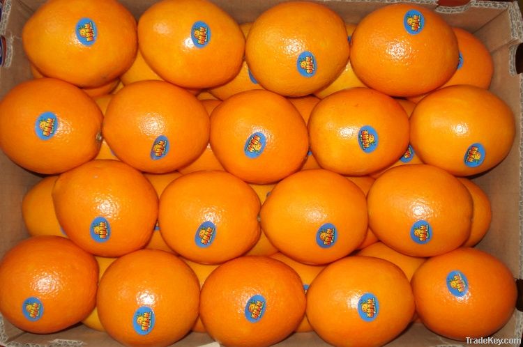 Fresh Navel Oranges