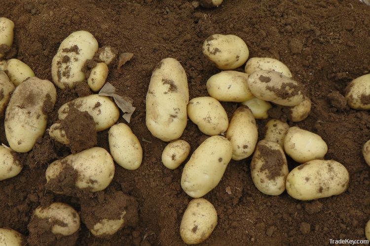 Fresh Good Quality Organic Potatoes