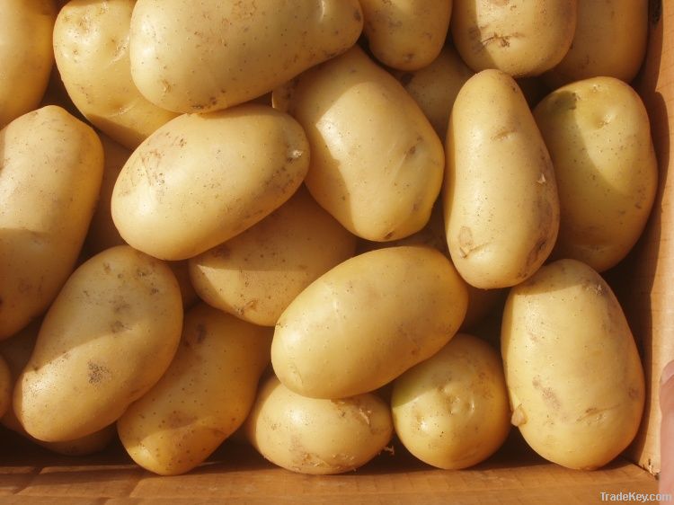 Fresh Good Quality Organic Potatoes