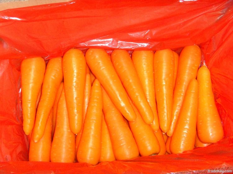 Fresh Carrots