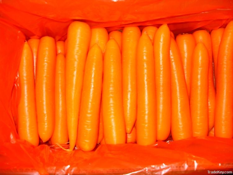 Fresh Carrots