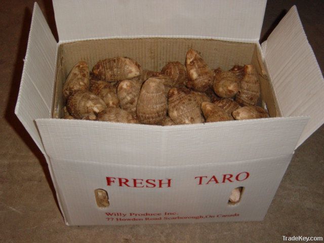 Fresh Taro