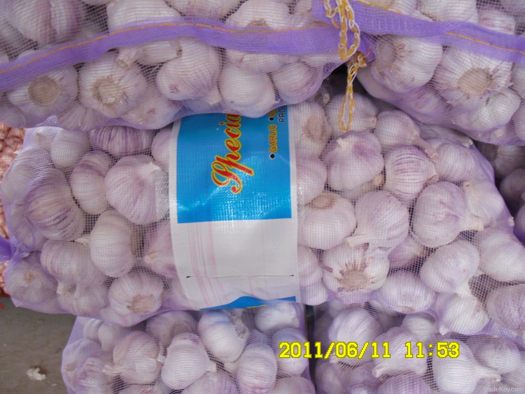 China Garlic