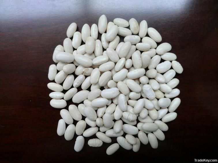 large white kidney beans