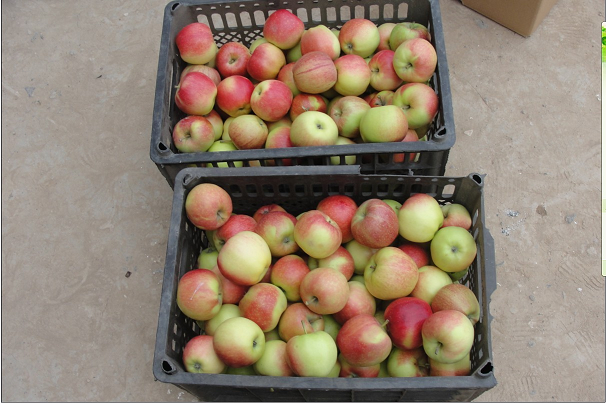 gala fresh apples