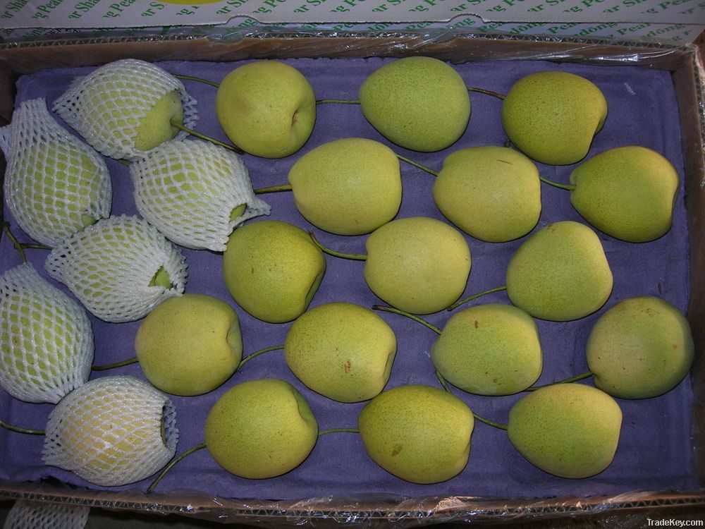 shandong pear