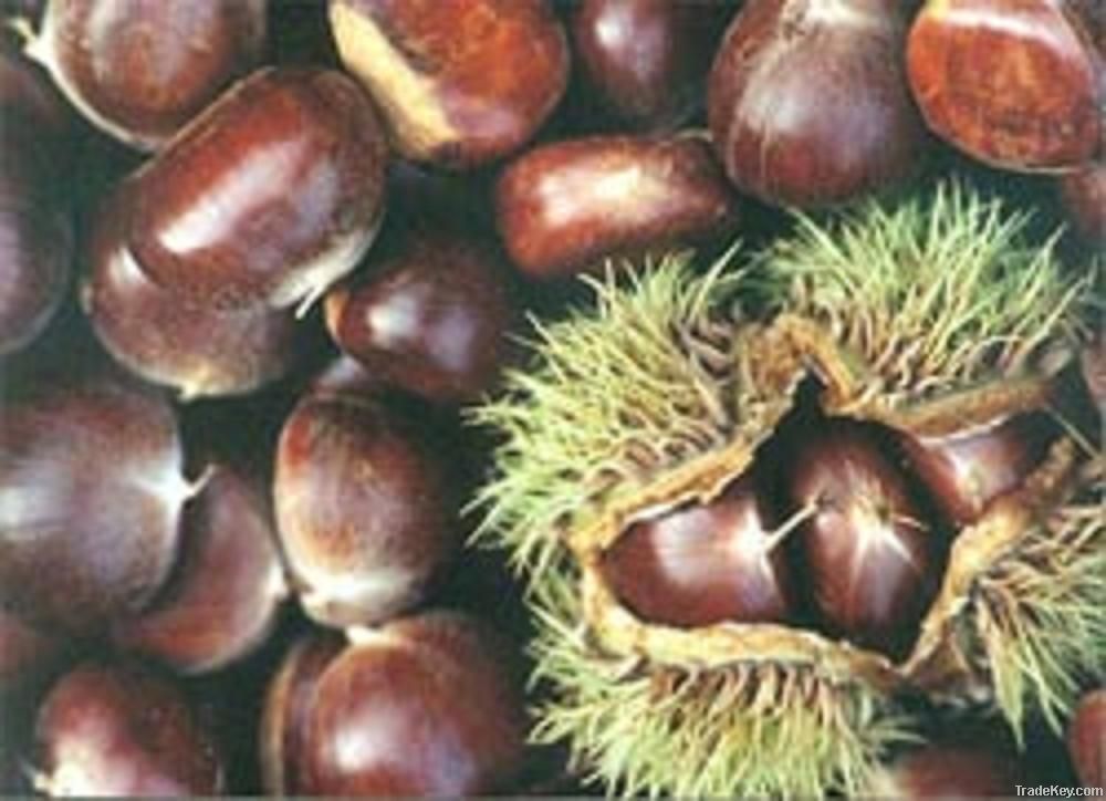 fresh chestnut