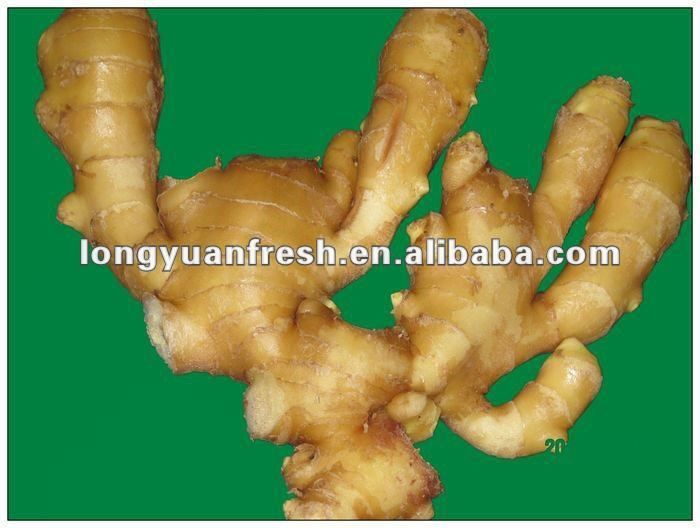 Shandong Fresh Ginger Size: 50g up--300g up.