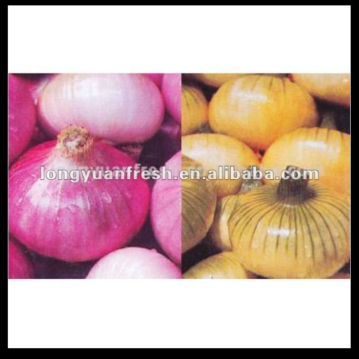 wholesale fresh onion