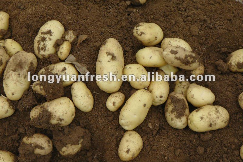 fresh holland potato importer