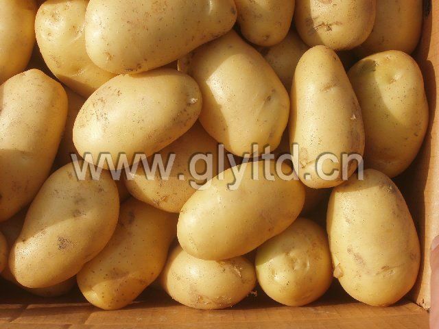 New harvesting yellow fresh potato
