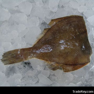 yellowfin sole