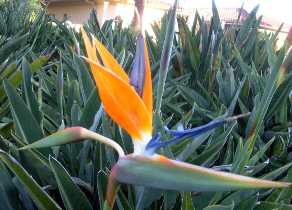 Strelitzia reginae