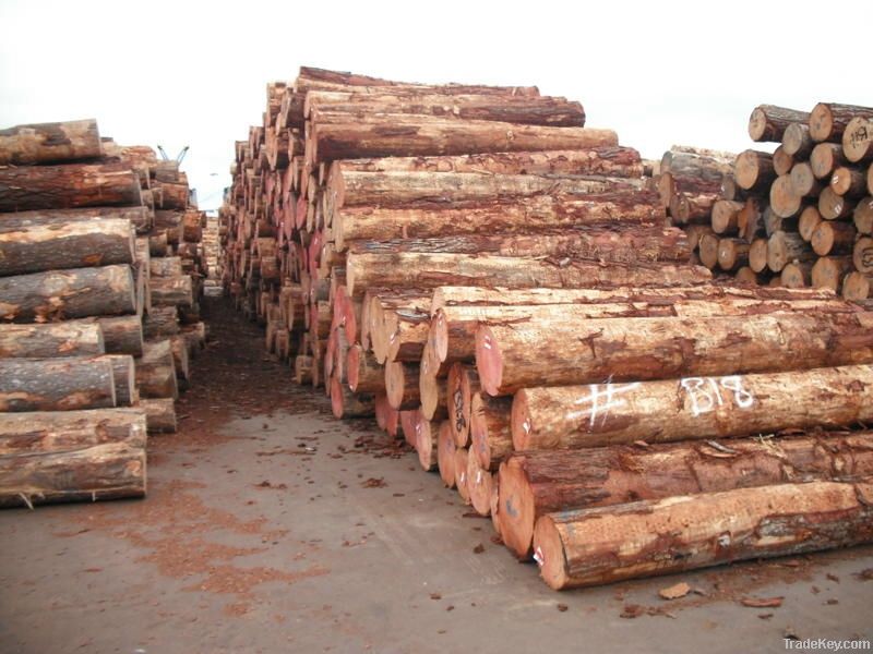 Radiata pine logs