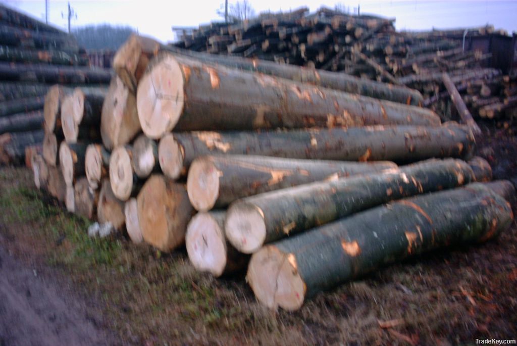 Beech fresh cut logs