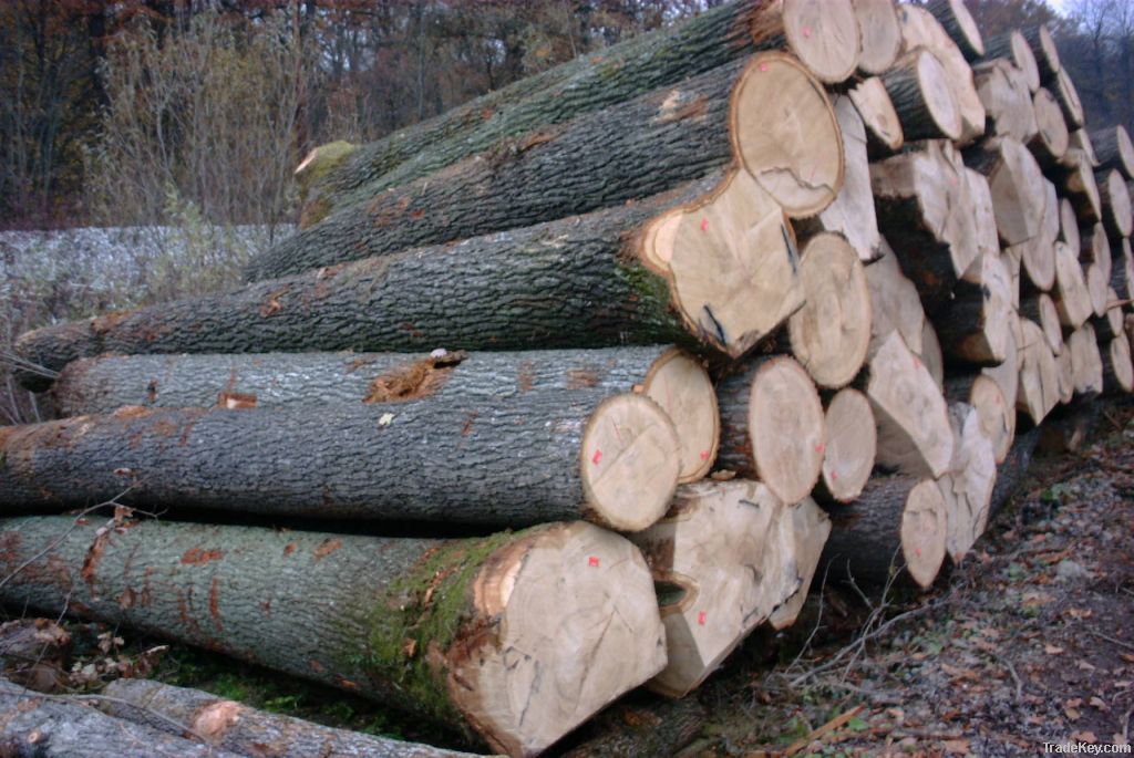 Oak fresh cut logs