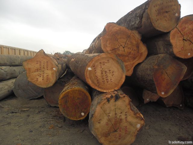 TALI fresh cut logs