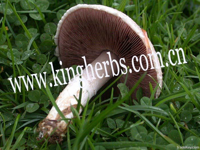 Agaricus