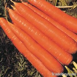 Carrot seed