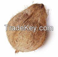 Fresh semi husked coconuts