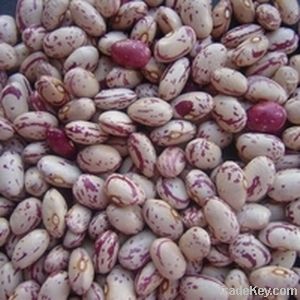 Light Speckled Kidney Beans, American Round