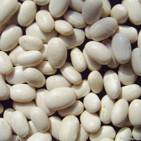 Dried Japanese/Medium/Baishake White Kidney Bean