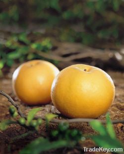 Fresh Fruit - Pear