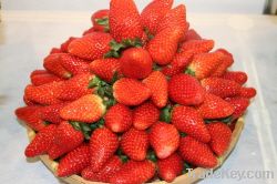 Fresh Fruit - Strawberry