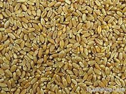 Wheat | Wheat exporter | Wheat distributor | Wheat wholesaler | Wheat supplier | Wheat importer |  Wheat |Wheat for sale | long grain Wheat exporter | buy Wheat online | Wheat for sale |  Wheat exporter | Wheat wholesaler | long grain Wheat buyer |  Wheat