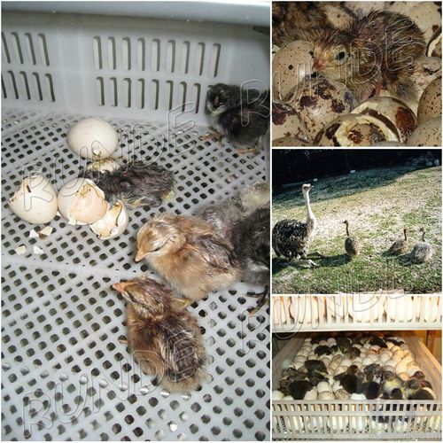 automatic poultry equipment incubator for quail eggs
