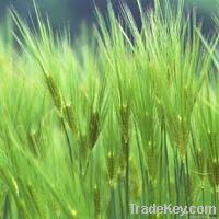 Advanced Herbicide for wheat! Clodinafop-propargyl 95%