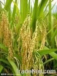 Rice herbicide , Penoxsulam 98%TC, CAS:219714-96-2