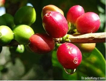 grano de cafe organico