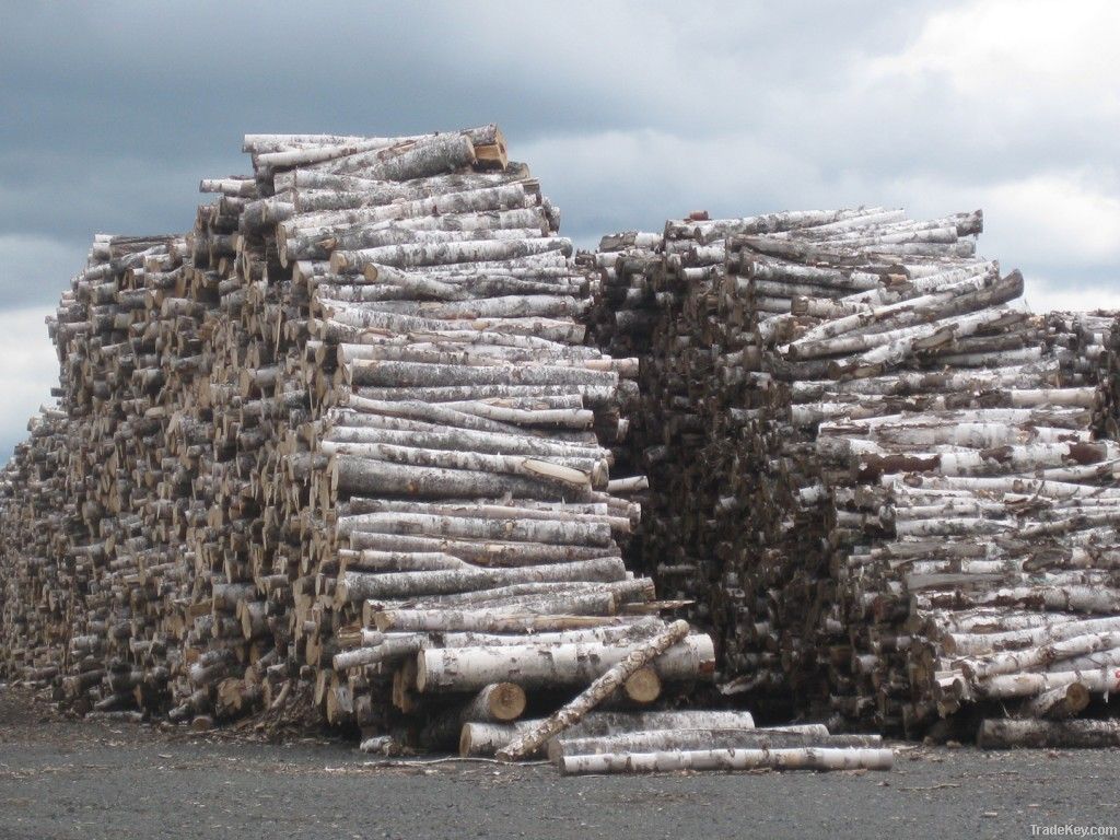 Birch Logs