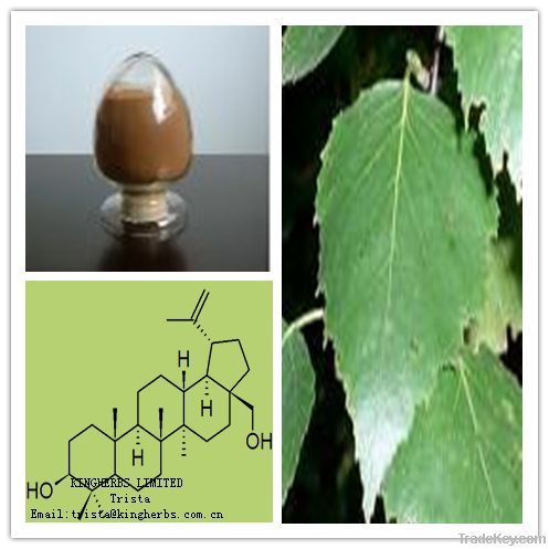 Brich Leaf extract