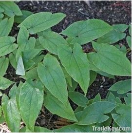 Epimedium Sagittatum Plant Extract