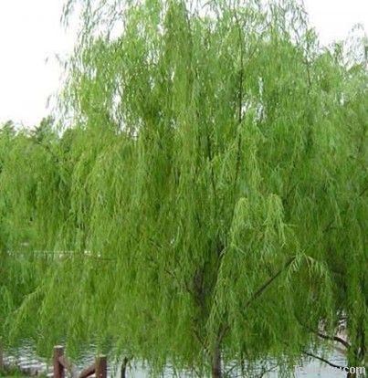 White Willow Bark Plant Extract