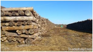 maritime pinewood logs