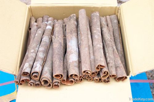 cassia tube