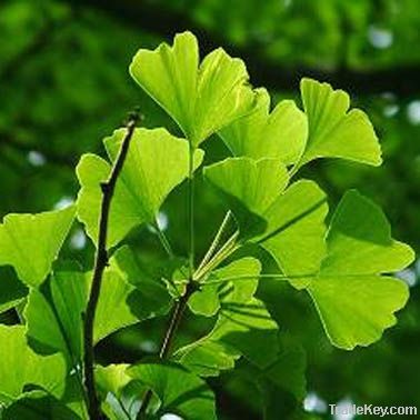 Ginkgo Biloba Extract CP2005 is available in Shanghai