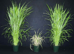 Wetting Agents and Adjuvants for Glyphosate or Paraquat:
