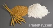 Wheat Flour from Kazakhstan