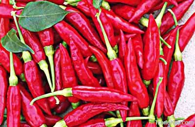 Red Chillies